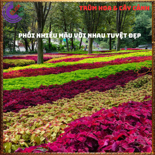 Cây lá gấm ĐỎ SON tuyệt đẹp đăc sắc rất dễ trồng nổi bật không gian⌛ Siêu Thị Hoa Và Cây Giống