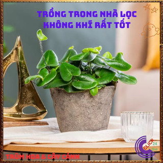 Chậu TRẦU BÀ LÁ TIM xinh xắn cây trồng trong nhà ưa mát lọc không khí️️🥁MiMa market