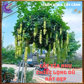 Chậu HUYỀN TRÂN CÔNG CHÚA hoa đẹp lạ mắt nở cả năm vừa là dược liệu🍕 Yêu Nhà Yêu Hoa