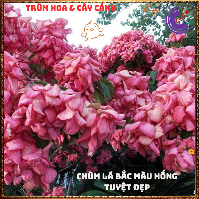 Chậu HOA ÉN HỒNG chùm bông to xinh đẹp siêu dễ trồng nở quanh năm️🌭Hoa Mười Giờ Bonsai & Phụ Kiện
