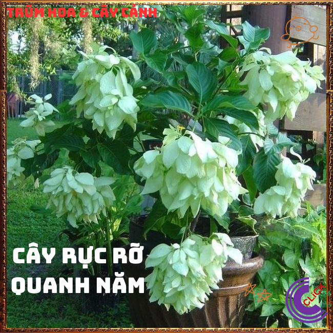 Chậu HOA ÉN BẠC chùm bông to xinh đẹp siêu dễ trồng nở quanh năm️🌭Hoa Mười Giờ Bonsai & Phụ Kiện