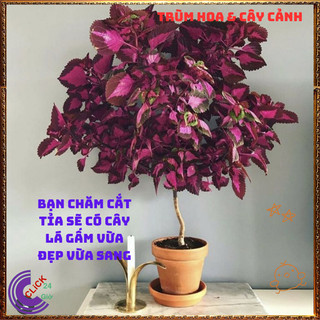 Cây lá gấm TÍM SỌC tuyệt đẹp đăc sắc rất dễ trồng dễ tạo dáng bonsai️️🥁 MiMa market