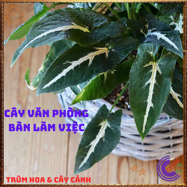 Chậu TRẦU BÀ NHUNG sọc trắng cây trồng trong nhà ưa mát siêu xinh xắn⏰TRÙM HOA VÀ CÂY CẢNH