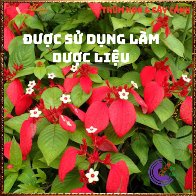 Chậu Ngọc Diệp Kim Hoa ĐỎ rực rỡ nở quanh năm rất dễ trồng⏰TRÙM HOA VÀ CÂY CẢNH