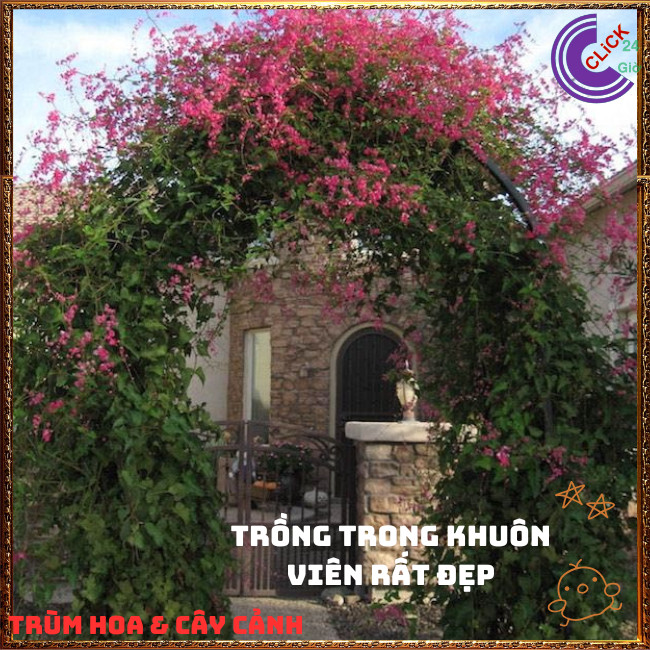 Chậu Hoa TIGON màu HỒNG tinh khôi to khỏe sum xuê đang có hoa ️🌭Hoa Mười Giờ Bonsai & Phụ Kiện