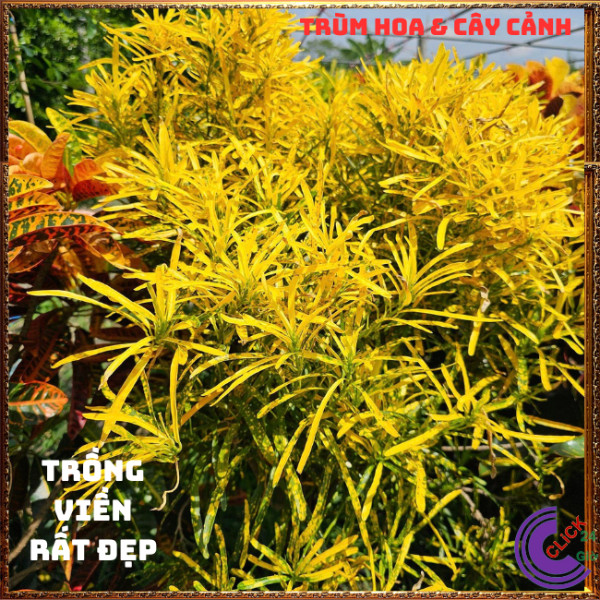 Chậu Cây VÀNG BẠC thu hút tài lộc đem lại tiền tài️🌭 Hoa Mười Giờ Bonsai & Phụ Kiện
