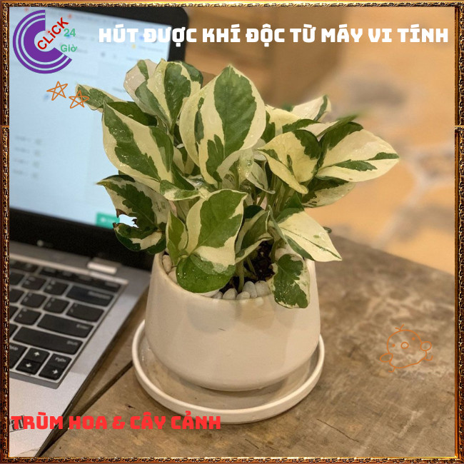 Chậu TRẦU BÀ NGỌC THỦY siêu xinh cây trồng trong nhà ưa mát lọc khí️🌭 Hoa Mười Giờ Bonsai & Phụ Kiện