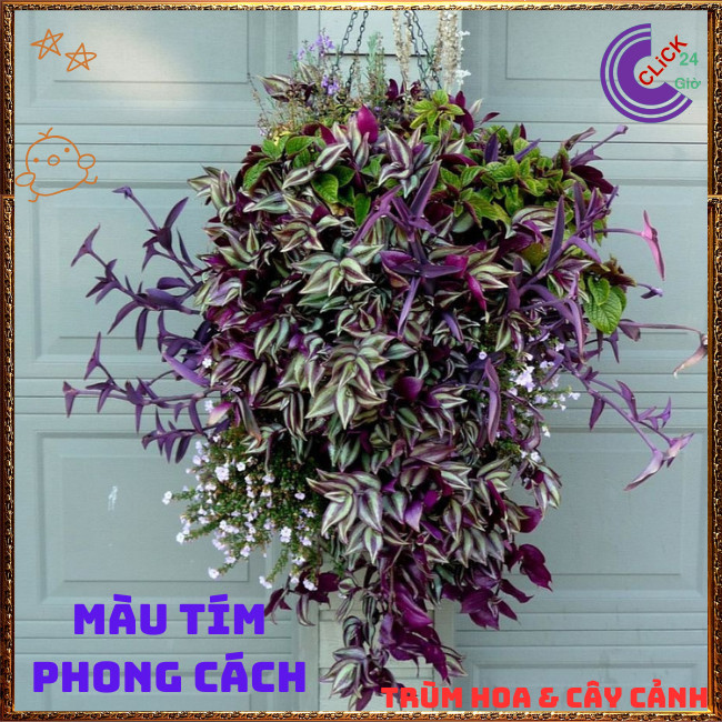 Chậu THÀI LÀI SỌC TÍM mang đến sự nhẹ nhàng tình yêu bên vững ️🌭 Hoa Mười Giờ Bonsai & Phụ Kiện