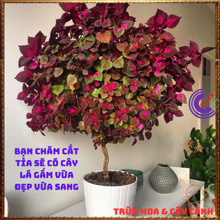 Cây lá gấm TÍM SỌC tuyệt đẹp đăc sắc rất dễ trồng dễ tạo dáng bonsai️️🥁 MiMa market