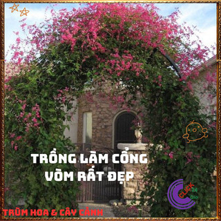 Chậu Hoa TIGON màu HỒNG giao cây to cao 50-60cm khỏe mạnh sum xuê️📬 Làng Hoa Sa Đéc
