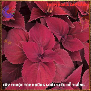 Cây lá gấm ĐỎ SON nổi bật siêu đẹp dễ trồng tía tô cảnh trồng viền️💄 Hoa Đẹp Dễ Trồng