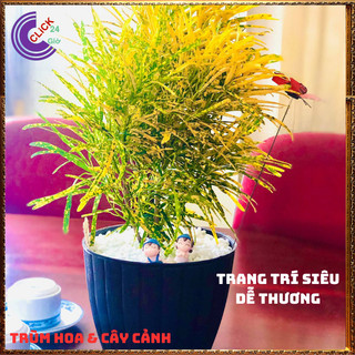 Chậu Cây CÔ TÒNG LÁ KIM vàng bạc thu hút tài lộc may mắn ️📬 Làng Hoa Sa Đéc