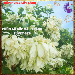 Chậu Hoa BƯỚM BẠC từng chùm rất to xinh đẹp quanh năm rất dễ trồng️📬 Làng Hoa Sa Đéc