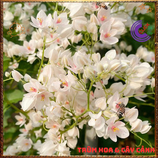 Chậu Hoa TIGON TRẮNG to cao trưởng thành sum xuê khỏe mạnh ⌛Siêu Thị Hoa Và Cây Giống