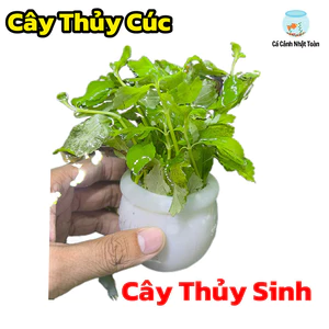 Một Chậu Cây Thủy Cúc Cắm Sẵn - Cây Thủy Sinh Bể Cá Cảnh