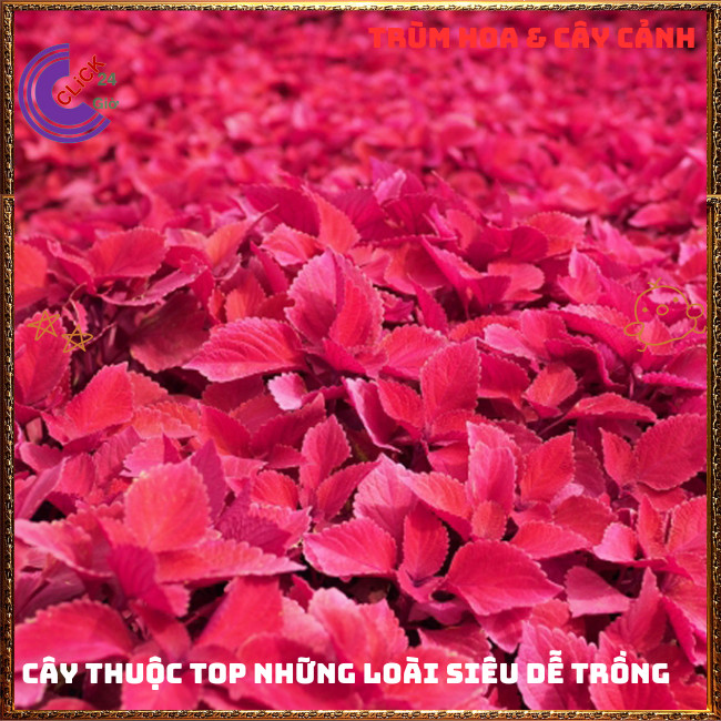 Cây lá gấm ĐỎ SON tuyệt đẹp đăc sắc rất dễ trồng nổi bật không gian⏰ TRÙM HOA VÀ CÂY CẢNH