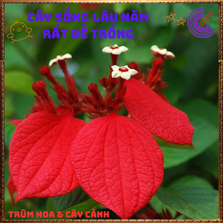 Chậu HOA ÉN ĐỎ to xinh đẹp siêu dễ trồng nở quanh năm️🌯VƯỜN HOA CỔ TÍCH