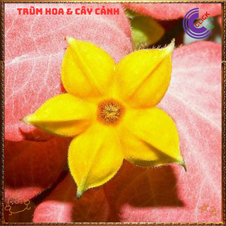 Chậu HOA ÉN HỒNG chùm bông to xinh đẹp siêu dễ trồng nở quanh năm️🌯VƯỜN HOA CỔ TÍCH