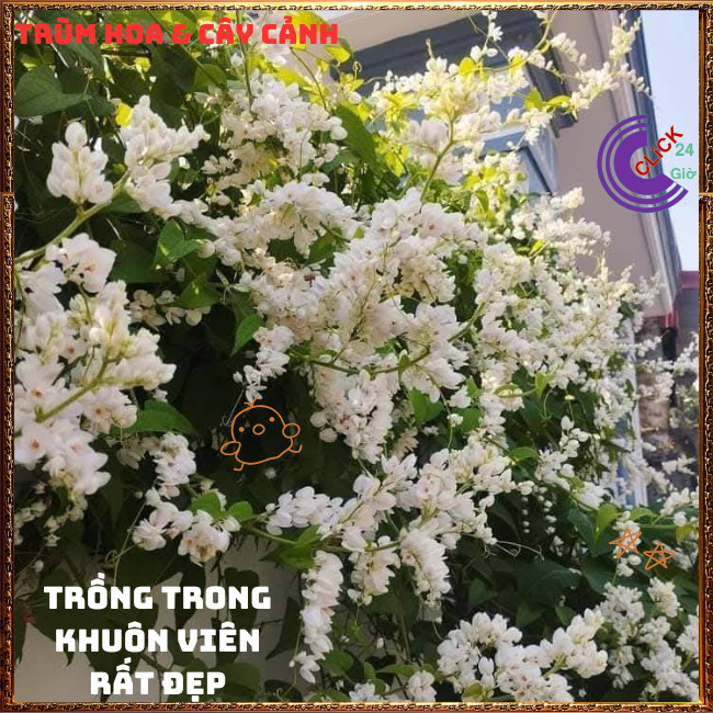 Chậu Hoa TIGON màu trắng tinh khôi to khỏe sum xuê đang có hoa ️🌭Hoa Mười Giờ Bonsai & Phụ Kiện