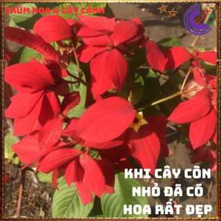 Chậu Hoa BƯỚM ĐỎ lạ mắt xinh đẹp nở quanh năm rất dễ trồng️📣 TRUNG TÂM CÂY GIỐNG VÀ HOA