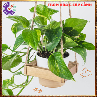 Chậu TRẦU BÀ VẠN NIÊN THANH CẨM THẠCH cây trồng trong nhà ưa mát ️📬 Làng Hoa Sa Đéc