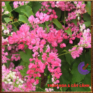 Chậu Hoa TIGON màu HỒNG giao cây to cao 50-60cm khỏe mạnh sum xuê️📜 Hoa Đẹp Dễ Trồng