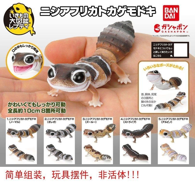 [Btf] Hàng có sẵn Bandai Fat Tail Gecko Oreo Straight Line Zulu Whitening Trendy Play Trang trí viên nang Đồ chơi mô phỏng động vật ZVFY