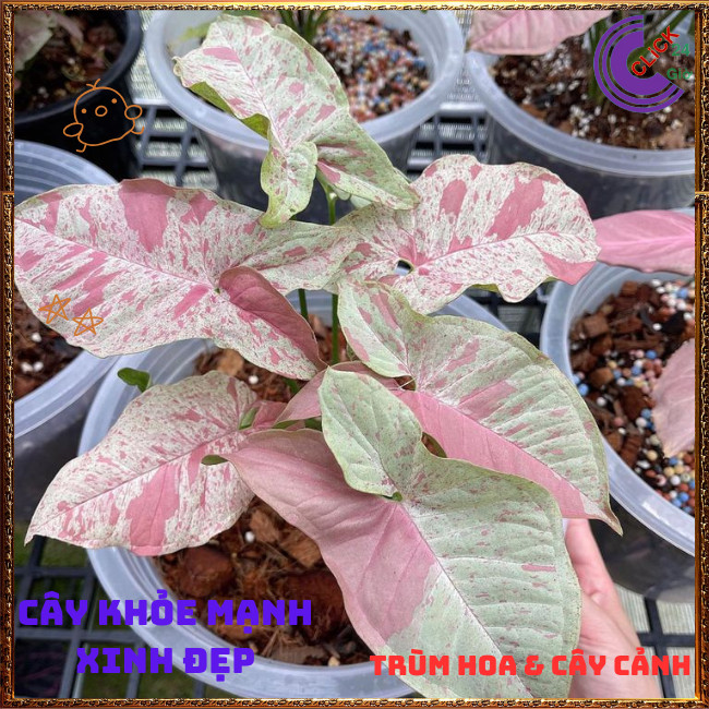 Chậu TRẦU BÀ HỒNG SỮA siêu xinh cây trồng trong nhà ưa mát lọc khí️🌭 Hoa Mười Giờ Bonsai & Phụ Kiện