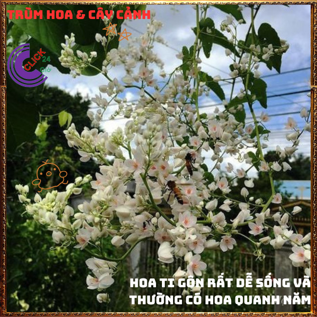 Chậu Hoa TIGON TRẮNG to cao trưởng thành sum xuê khỏe mạnh ⏰TRÙM HOA VÀ CÂY CẢNH