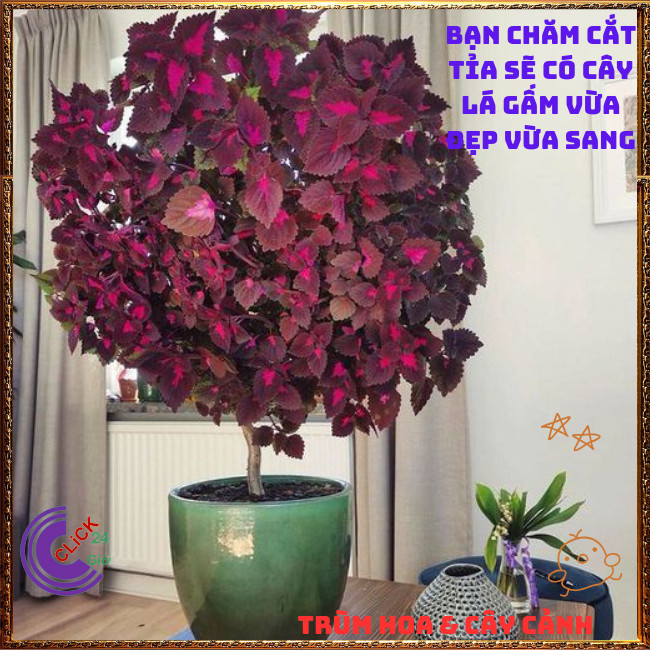 Cây lá gấm TÍM SỌC tía tô cảnh màu lạ đẹp mắt rất dễ trồng️💄 Hoa Mười Giờ Bonsai & Phụ Kiện