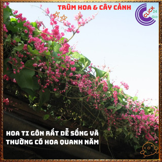 Chậu Hoa TIGON màu HỒNG ĐỎ giao cây to cao 50-60cm khỏe mạnh sum xuê️📬 Làng Hoa Sa Đéc