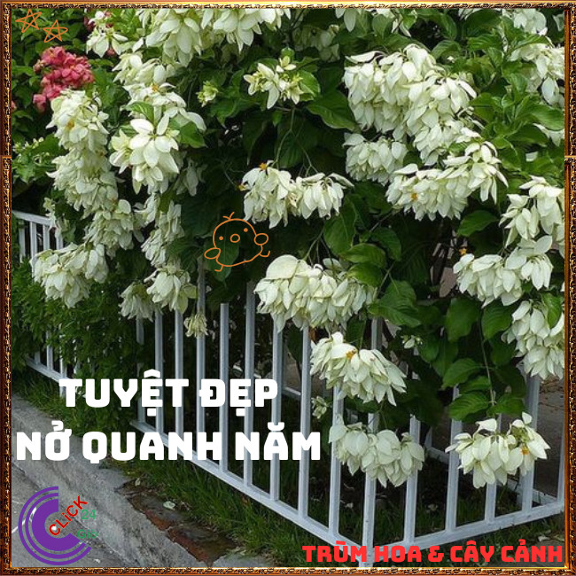 Chậu HOA ÉN BẠC chùm bông to xinh đẹp siêu dễ trồng nở quanh năm️🌭Hoa Mười Giờ Bonsai & Phụ Kiện