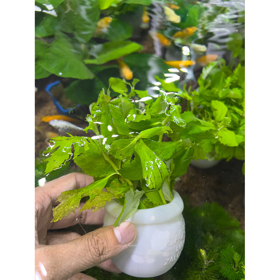 Một Chậu Cây Thủy Cúc Cắm Sẵn - Cây Thủy Sinh Bể Cá Cảnh