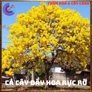 Chậu HOA CHUÔNG VÀNG HUỲNH LIÊN nhiều cành nhánh sum xuê siêu hoa️📬 Làng Hoa Sa Đéc