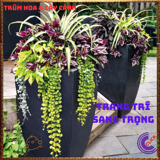 Chậu THÀI LÀI SỌC TÍM mang đến sự nhẹ nhàng tình yêu bên vững ️🌭 Hoa Mười Giờ Bonsai & Phụ Kiện