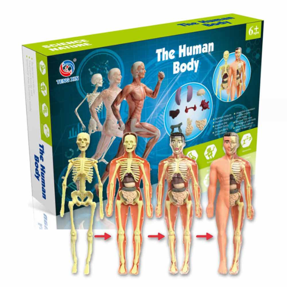 Mini 3D Miniature Human Body Model Anatomy Display Organ Assembly Human ...