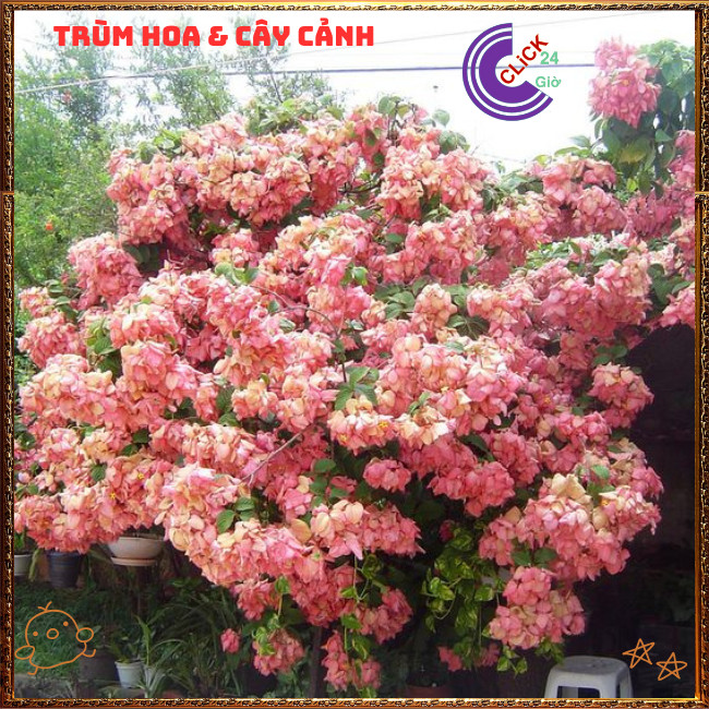 Chậu HOA ÉN HỒNG chùm bông to xinh đẹp siêu dễ trồng nở quanh năm️🌭Hoa Mười Giờ Bonsai & Phụ Kiện