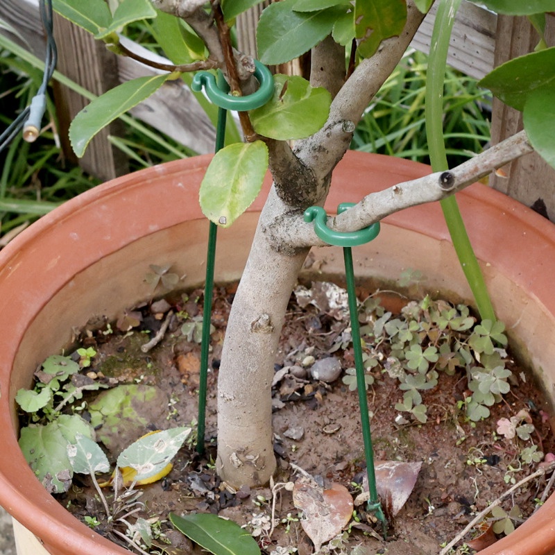 Giá Đỡ Cột Cố Định Cành Cây Chống Gió Tiện Dụng Cho Sân Vườn