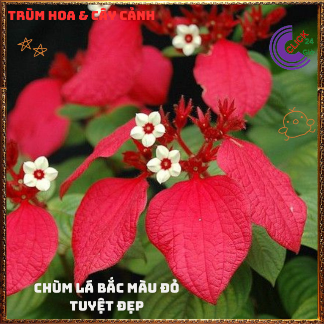 Chậu HOA ÉN ĐỎ to xinh đẹp siêu dễ trồng nở quanh năm️🌭Hoa Mười Giờ Bonsai & Phụ Kiện