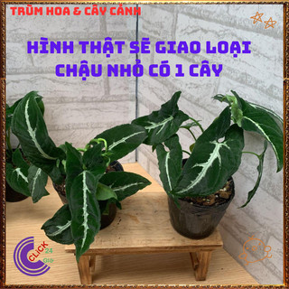Chậu TRẦU BÀ NHUNG sọc trắng cây ưa mát trồng trong nhà để lọc khí️📜 Hoa Đẹp Dễ Trồng