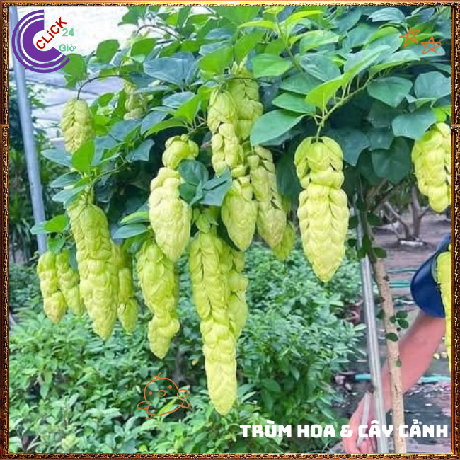 Chậu HUYỀN TRÂN CÔNG CHÚA hoa đẹp lạ mắt nở cả năm vừa là dược liệu️🌭 Hoa Mười Giờ Bonsai & Phụ Kiện