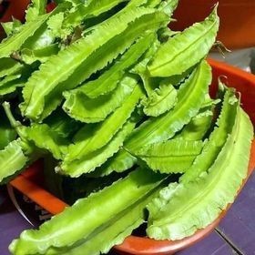 Hạt Giống Đậu Rồng Xanh Cao Sản | Quả 4 Cạnh Đẹp, Giàu Dinh Dưỡng
