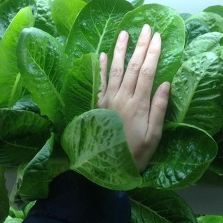 200 Hạt Giống Xà Lách Romaine Xanh  – Lá Dày, Giòn Ngọt, Dễ Trồng