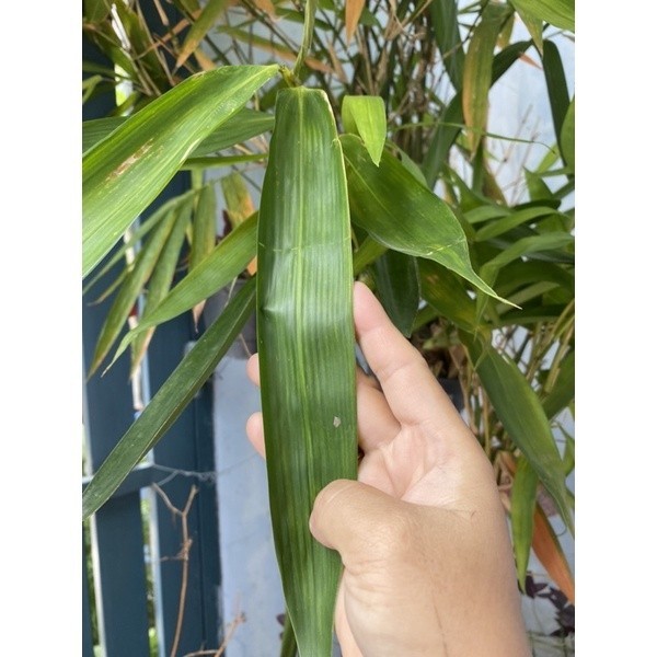 100GRAM LÁ TRE TƯƠI (Y HỌC) | Shopee Việt Nam
