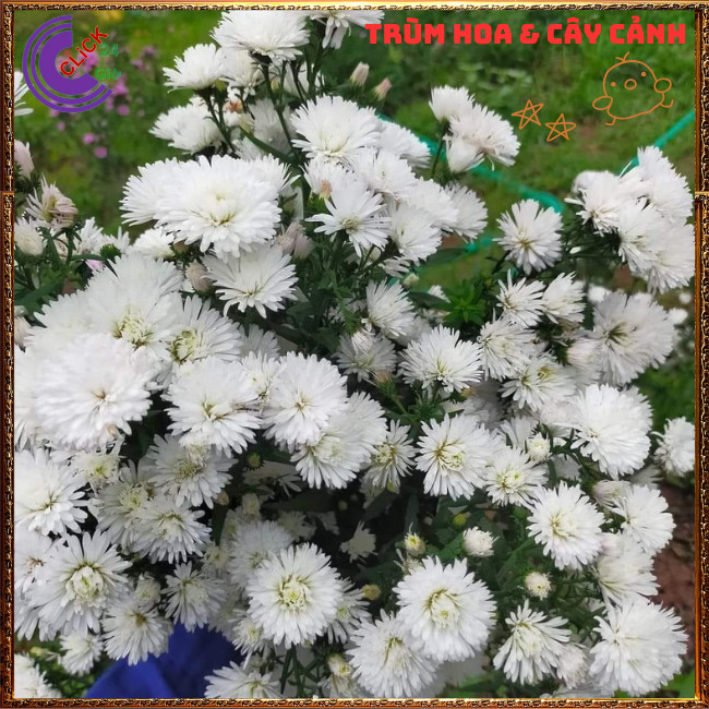 Chậu HOA CÚC THẠCH THẢO trắng xù kép giống mới to siêu đẹp lung linh️📬 Hoa Mười Giờ Bonsai & Phụ Kiện
