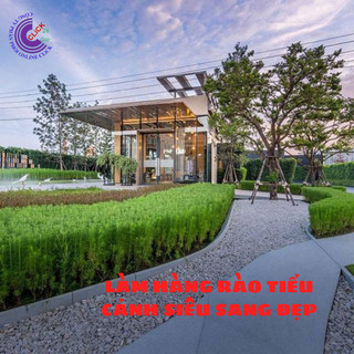 Cây Tùng Nam Mỹ 🏵️ SHOP PP ONLINE CLICK 24 GIỜ