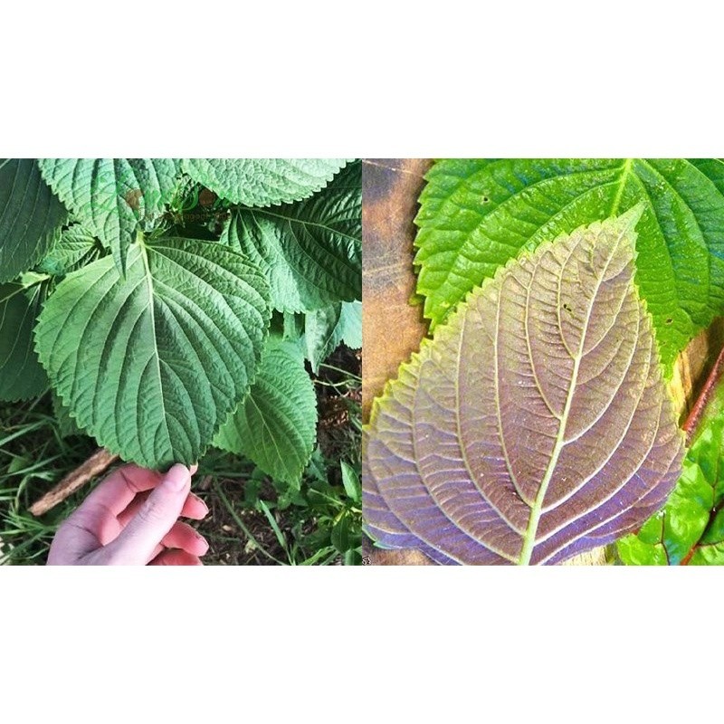 Hạt Giống Lá Mè Hàn Quốc , Lá Xanh Thơm, Giàu Dinh Dưỡng,trồng Chậu Hoặc Vườn