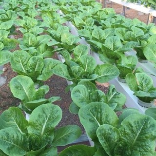 200 Hạt Giống Xà Lách Romaine Xanh  – Lá Dày, Giòn Ngọt, Dễ Trồng