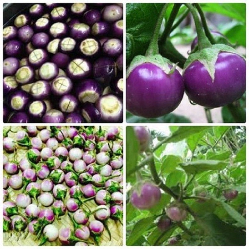 Hạt Giống Cà Pháo Tím – Dễ Trồng, Ăn Giòn Ngon