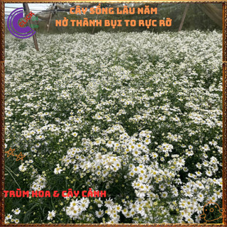 Chậu HOA THẠCH THẢO trắng cánh đơn lung linh siêu đẹp nở quanh năm ⌛TRUNG TÂM CÂY GIỐNG VÀ HOA